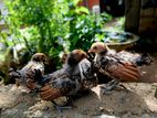 Gold Sebright Chicks