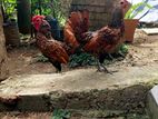 Gold Sebright Chicks