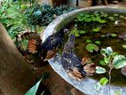 Gold Sebright Chicks