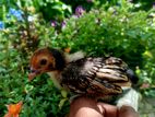 Gold Sebright Chicks