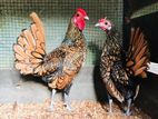 Gold Sebright Chicks