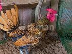 Gold Sebright