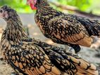 Gold Serbright Chicks