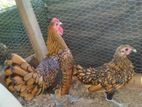 Gold Serbright Chicks