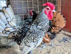 Gold Serbright Chicks