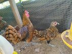 Gold Sebright Chicks