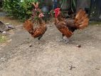 Gold Sebright Chicks