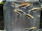 Gold Tuxedo Swordtail fish