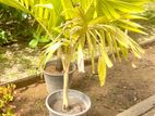 Gold Vitchiya Plants
