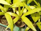 Gold Vitchiya Plants