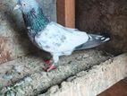 Goldan Pakistan Pigeon