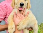 Golden Retriever Puppy