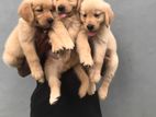 Goldan Retriever Puppies