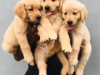 GOLDAN RADREVARE Puppies For Sale