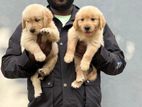 GOLDAN RADREVARE Puppies For Sale