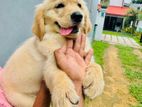 Golden Retriever Puppy