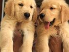 Golden Retriever Puppy