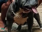 American Bully Dog
