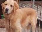 Golden Retriever Dog