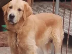 Golden Retriever Dog
