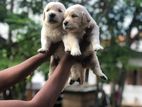 goldan retriever