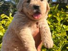 Golden Retriever Puppy