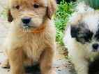 Golden Retriver / Shitzu Puppies