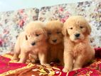 Golden Retriever Puppies
