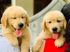 Golden Retriever Puppies