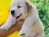 Golden Retriever Puppies