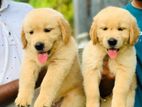 Golden Retriever Puppies