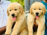 Golden Retriever Puppies
