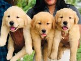 Golden Retriever Puppies