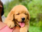 Golden Retriever Puppies