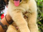 Golden Retriever Puppies