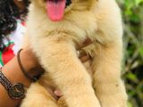 Golden Retriever Puppies