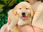 Golden Retriever Puppies