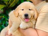 Golden Retriever Puppies