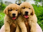 Golden Retriever Puppies