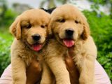 Golden Retriever Puppies