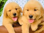 Golden Retriever Puppies