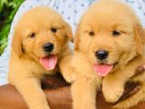 Golden Retriever Puppies