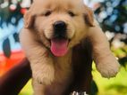 Golden Retriever Puppy