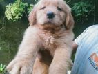 Golden Retriever Puppy