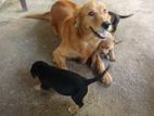 Golden Retriever Puppies