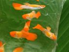 Gold Body Koi Guppy