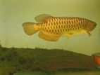 Golden Arawana