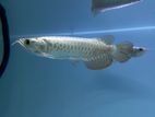 Golden Arowana