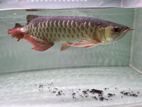 Golden Arowana