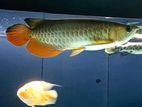 Golden Arowana Fish